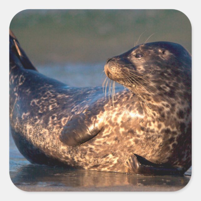 A baby seal lifting it's tail (Front)