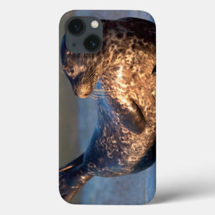 A baby seal lifting it's tail iPhone 13 case