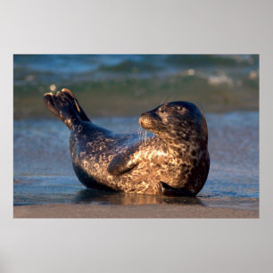 A baby seal lifting it's tail poster