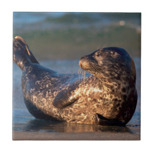 A baby seal lifting it's tail tile
