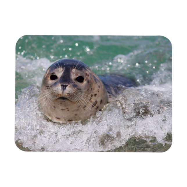 A baby seal surfing magnet (Horizontal)