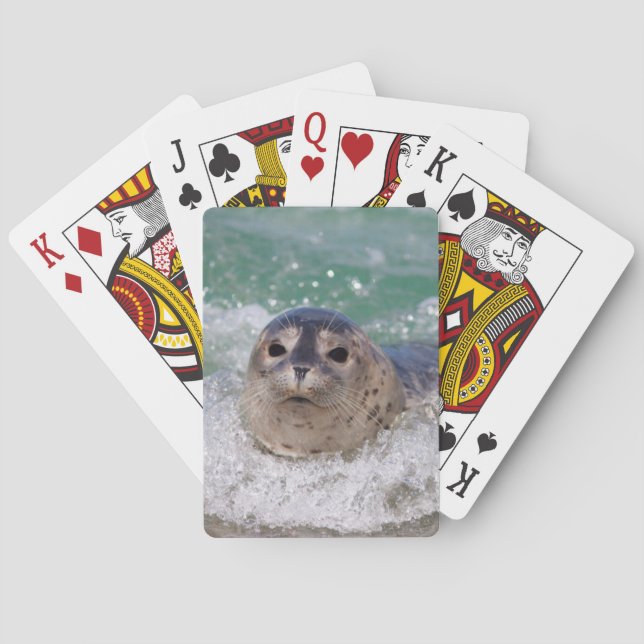 A baby seal surfing playing cards (Back)
