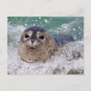 A baby seal surfing postcard