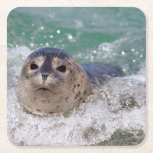 A baby seal surfing square paper coaster