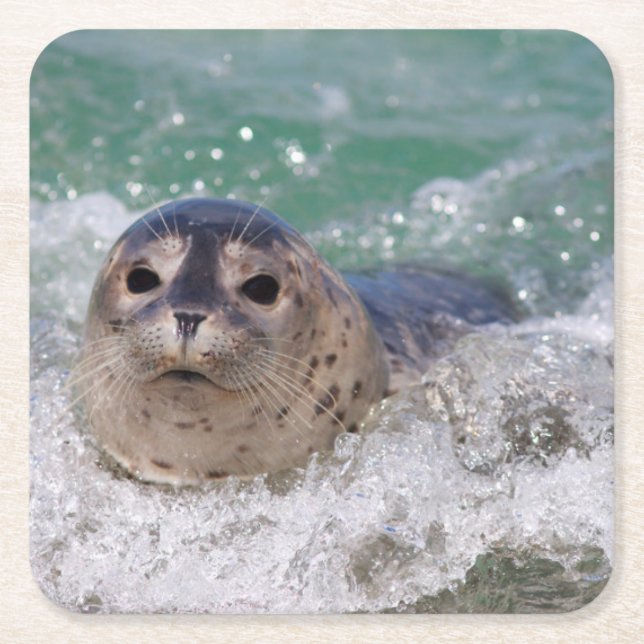 A baby seal surfing square paper coaster (Front)