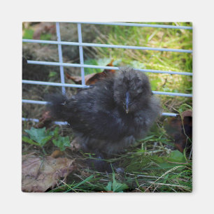 A Baby Silkie Magnet