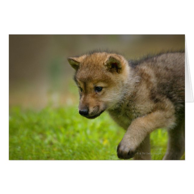A baby wolf (Front Horizontal)