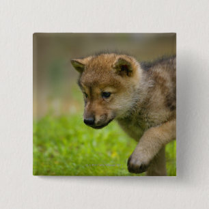 A baby wolf 15 cm square badge