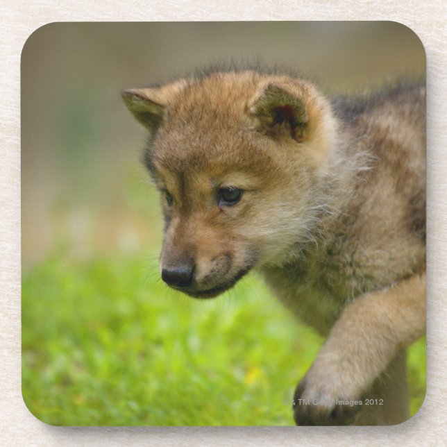 A baby wolf coaster (Front)