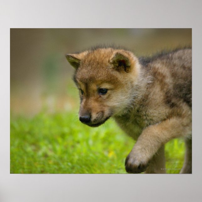 A baby wolf poster (Front)