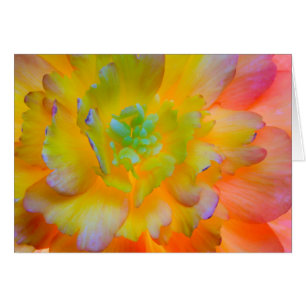A back-lit, glowing begonia blossom