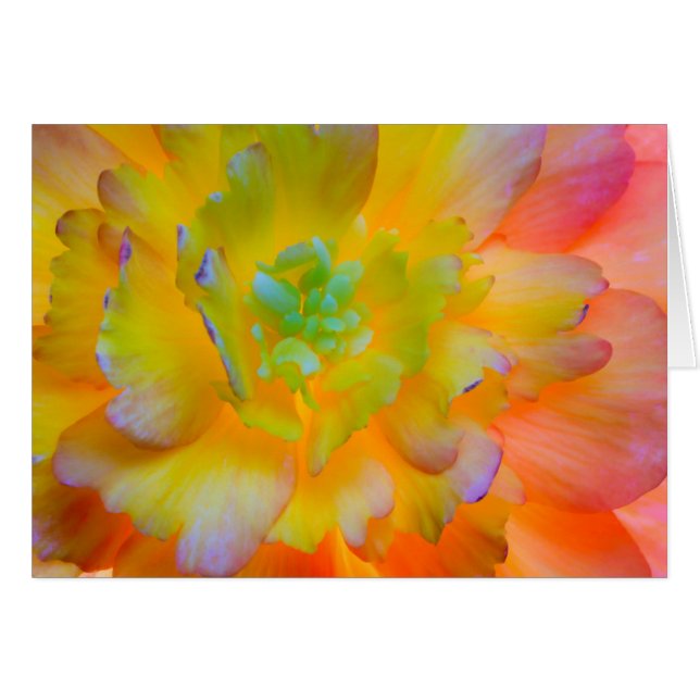 A back-lit, glowing begonia blossom (Front Horizontal)