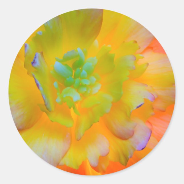 A back-lit, glowing begonia blossom classic round sticker (Front)