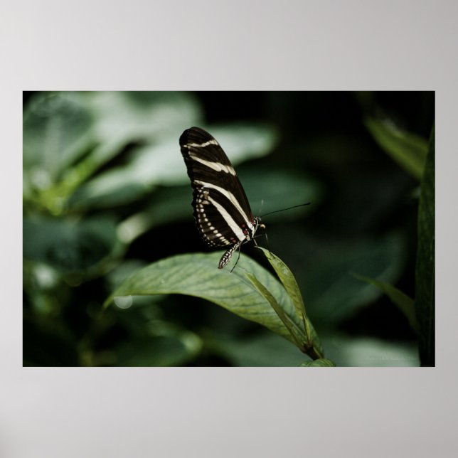 A Balanced Meal Print (Front)