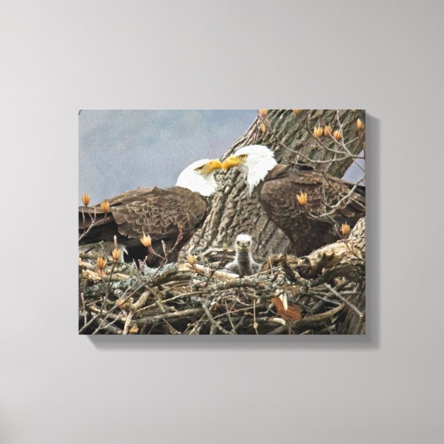 A Bald Eagle Family Portrait Canvas Print (Front)