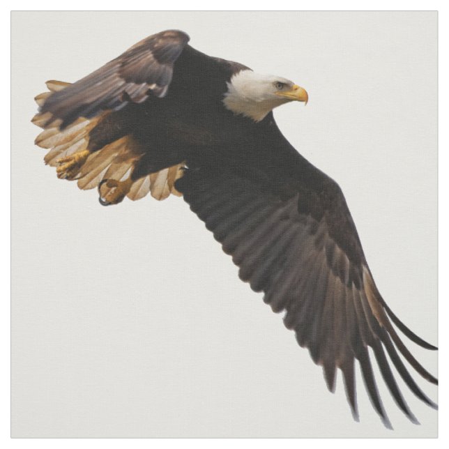 A Bald Eagle Takes to the Sky Fabric (Swatch)