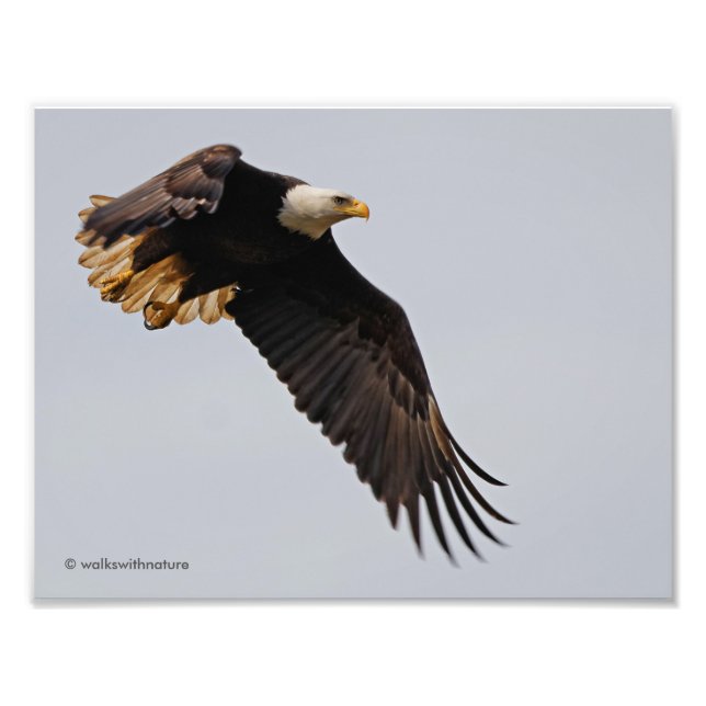 A Bald Eagle Takes to the Sky Photo Print (Front)