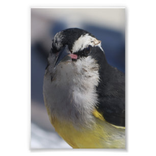 A Bananaquit ~ Yes I am, looking at you.   Photo Print