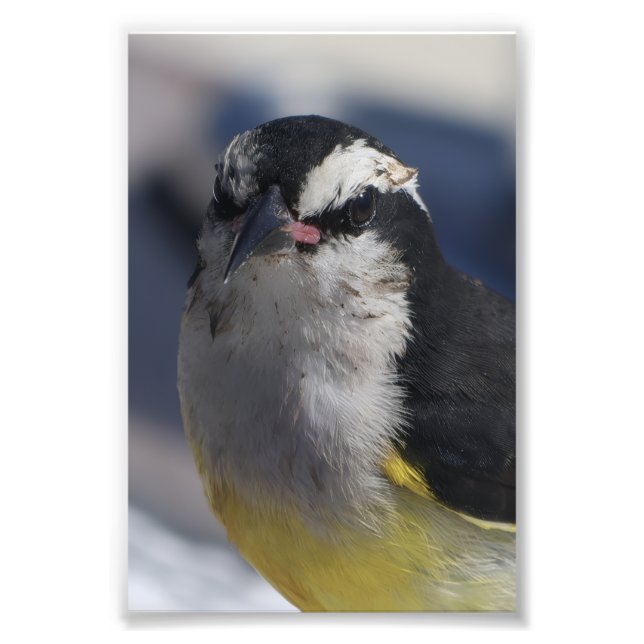 A Bananaquit ~ Yes I am, looking at you.   Photo Print (Front)