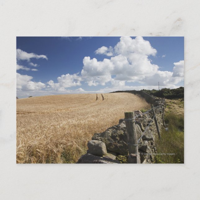 A Barbed Wire Fence Built Along A Stone Fence Postcard (Front)