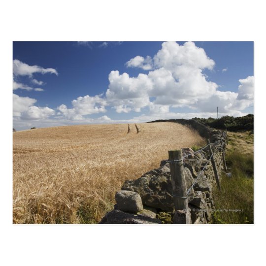 A Barbed Wire Fence Built Along A Stone Fence Postcard