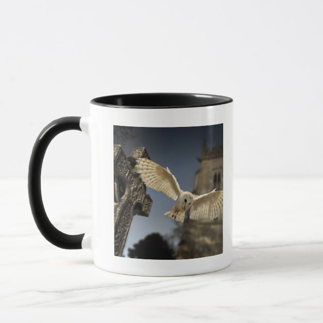 A Barn Owl (Tyto alba) in a graveyard in North Mug (Left)