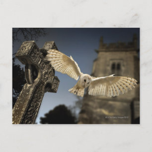 A Barn Owl (Tyto alba) in a graveyard in North Postcard