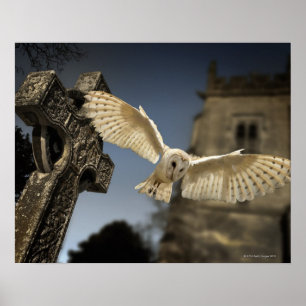 A Barn Owl (Tyto alba) in a graveyard in North Poster