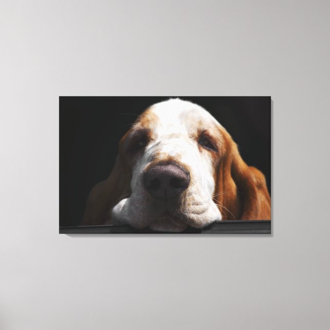 A Basset Hound resting his head Canvas Print (Front)