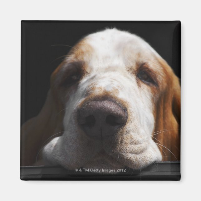 A Basset Hound resting his head Magnet (Front)