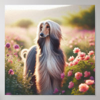 A beautiful Afghan Hound
