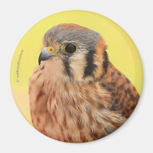 A Beautiful American Kestrel Magnet