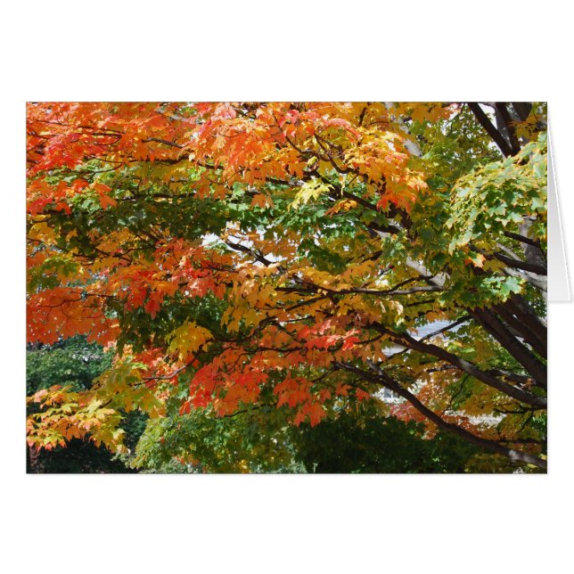 A beautiful Autumn day in Salem, MA (Front Horizontal)