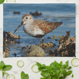 A Beautiful Dunlin Goes Solo Tea Towel
