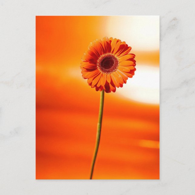 A beautiful flower in the summer postcard (Front)