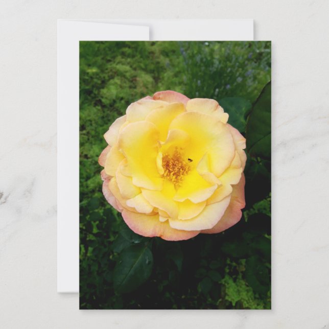 A Beautiful Garden Rose and Insect Blank Card (Front)