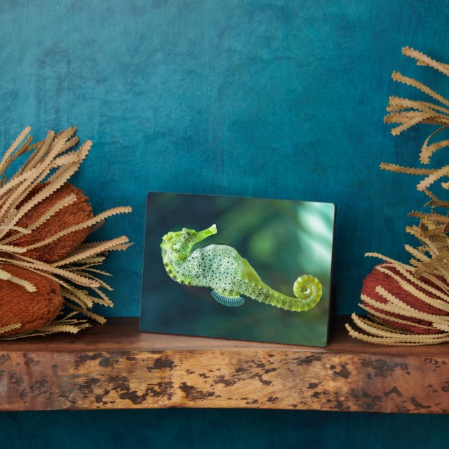 A Beautiful Knysna Seahorse Plaque (Side)