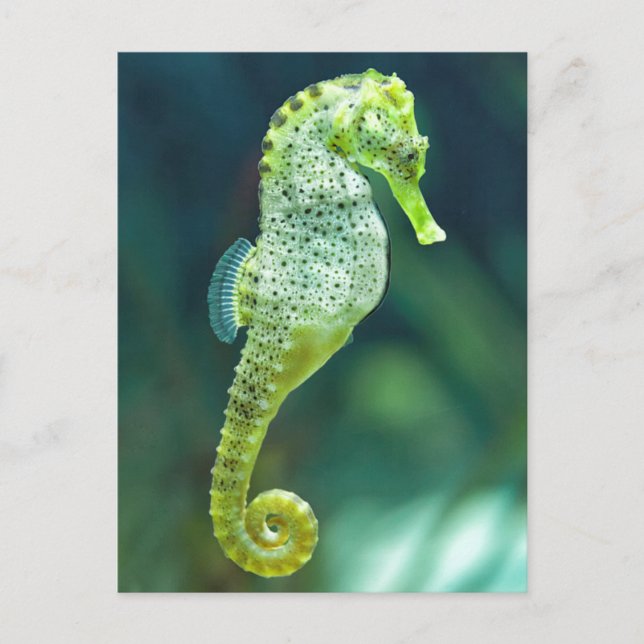 A Beautiful Knysna Seahorse Postcard (Front)