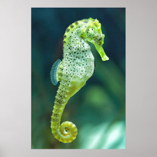 A Beautiful Knysna Seahorse Poster