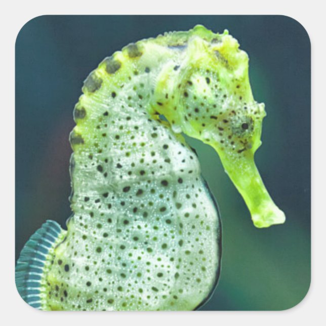 A Beautiful Knysna Seahorse Square Sticker (Front)