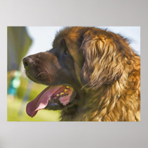 A beautiful Leonberger Dog Poster