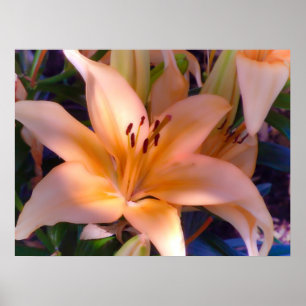 A Beautiful Orange Lily Poster