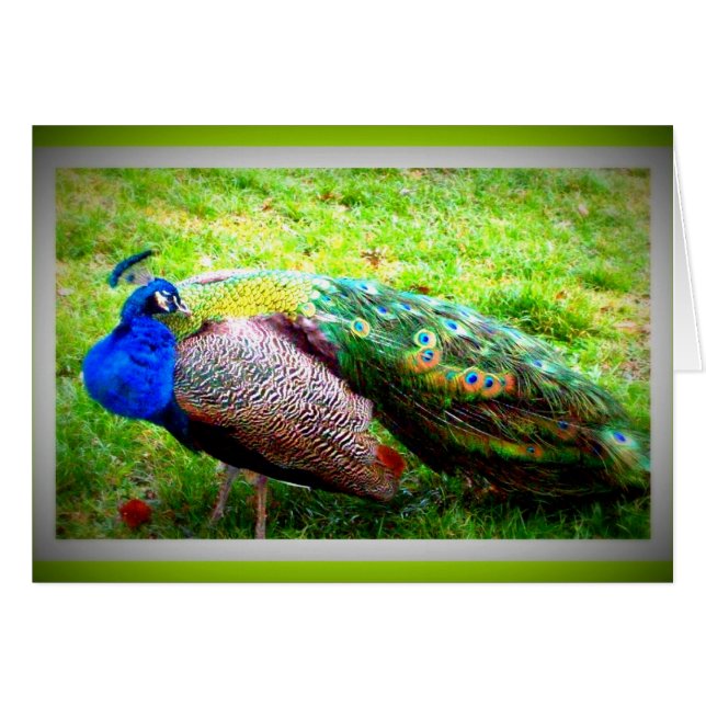 A Beautiful PeaCock (Front Horizontal)