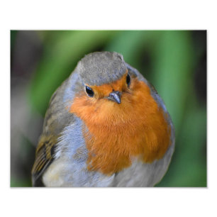 A Beautiful Red Breast  Photo Print