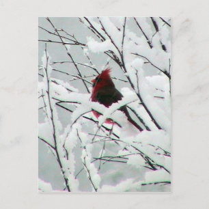 A Beautiful Red Cardinal In The Bushes Covered Wit Postcard