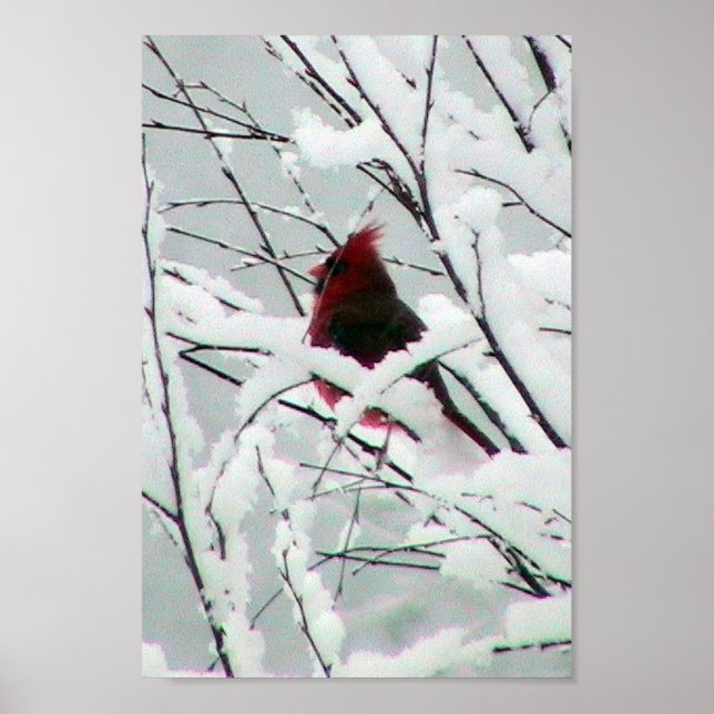 A Beautiful Red Cardinal In The Bushes Covered Wit Poster (Front)
