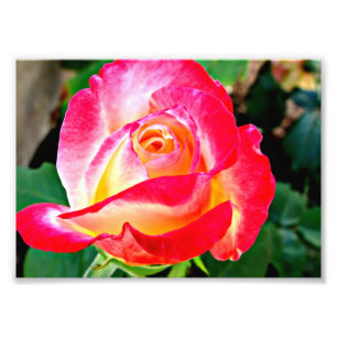 A Beautiful Rose Photo Print