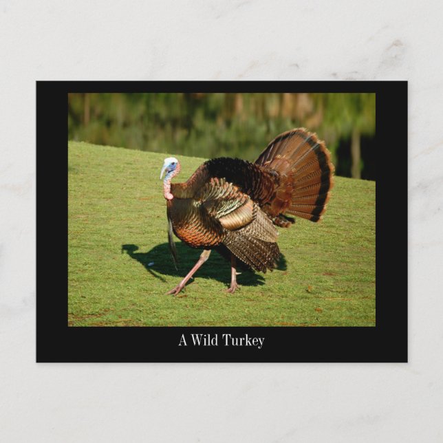 A Beautiful Wild Turkey on a Postcard (Front)