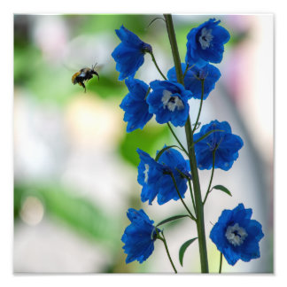 A bee's blue visit print (Medium: 12" x 12")