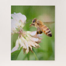 A Bee's Quiet Errand on White Clover